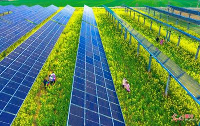 光伏花海醉游人 能源变革与生态之美和谐共生